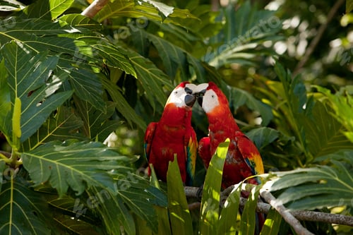 Preview: Two scarlet macaws in tree