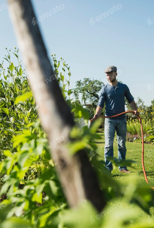 Preview: Gardener watering plants