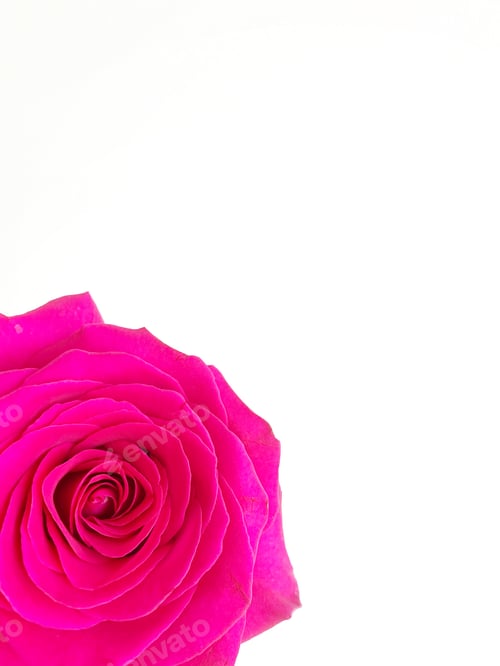 Preview: Pink rose phone background