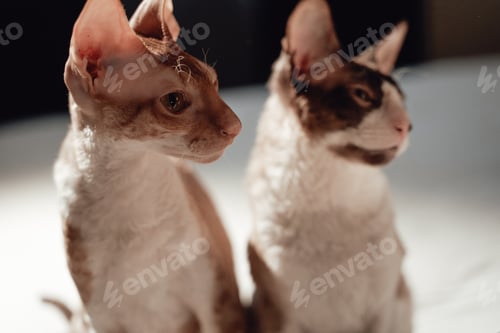 Preview: Cute kitties sitting on bed in hotel room