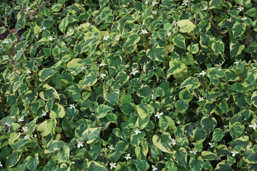 Preview: Chameleon Plant (Houttuynia Cordata 'Chameleon')