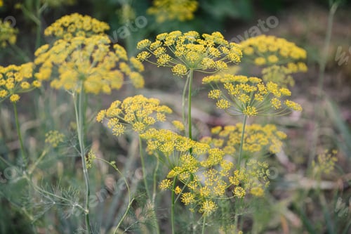 Visualização: Planta e flor de endro como pano de fundo agrícola