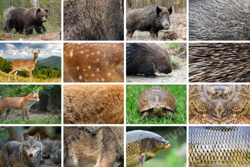 Preview: Collection of eight animals and their true skin textures
