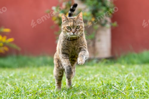 Preview: Cat Playing in the Garden
