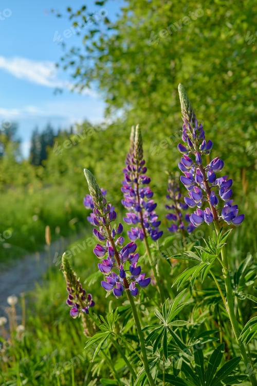 Preview: Flowers of forests and fields of Northern Europe: lupins, lupinus.