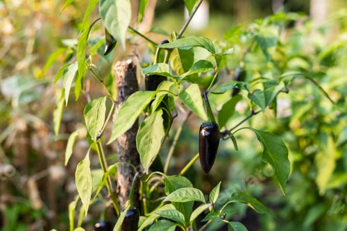 Preview: Black chili peppers growing on stem in vegetable garden.