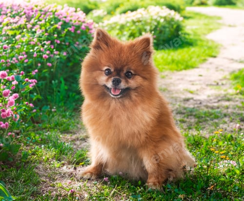 Preview: young pomeranian in nature