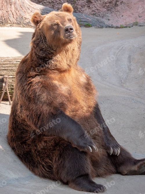 Preview: Brown bear Ursus arctos portrait on the hunt