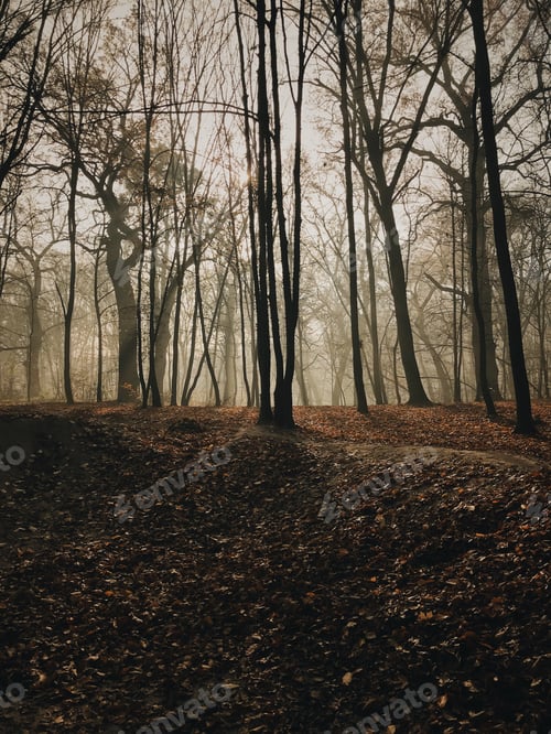 Preview: Forest landscape with fog and foliage at autumn season