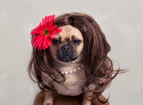 Vorschau: Mops trägt eine langhaarige Perücke