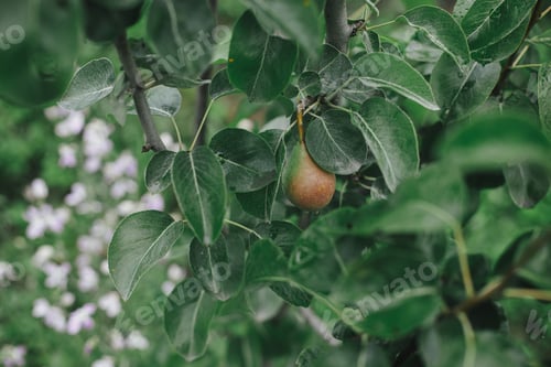 Preview: Pear fruit on branch closeup with green leaves in organic garden. Homestead lifestyle