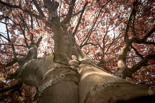 Preview: View in a tree crown from below on sunny spring day