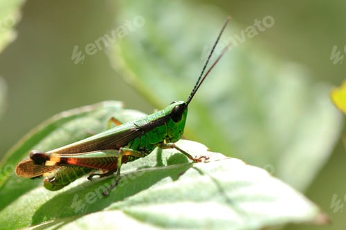 Preview: Grasshoppers are on leaves in nature.