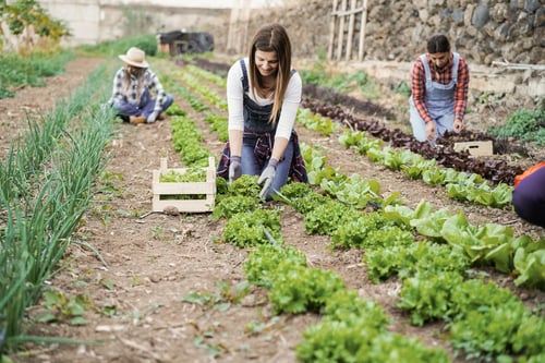 Preview: Multiracial people working while picking up lettuce plant -Main focus on center woman hands