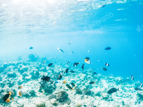 Preview: corals and tropical fish underwater sea life