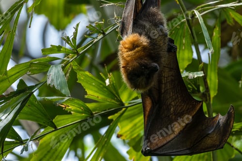 Preview: Rodrigues fruit bat (Pteropus rodricensis) hanging from a branch