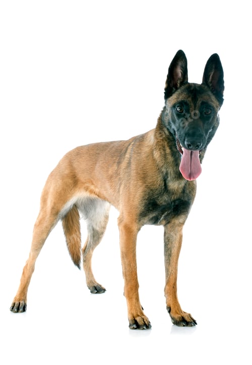 Preview: malinois