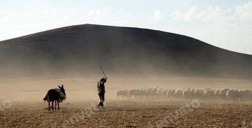 Preview: flock of sheep and shepherd