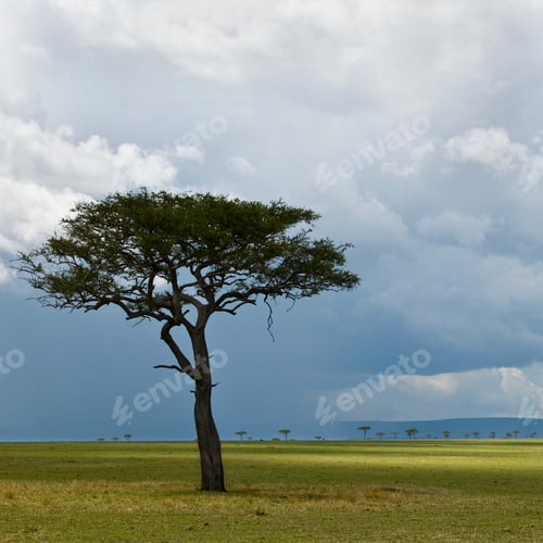 Preview: Africa landscape, Serengeti National Park, Serengeti, Tanzania