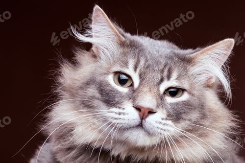 Preview: Very annoyed cat on brown background in studio
