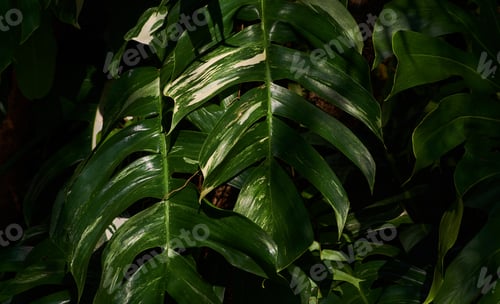 Preview: The dark green leaves in the rainforest