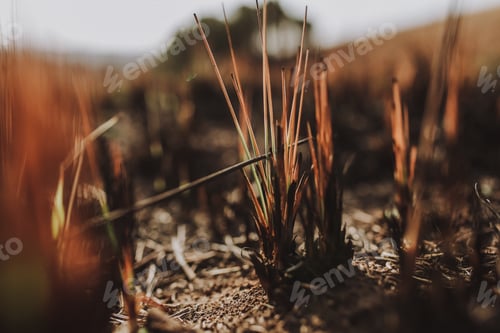 Preview: Dry winter grass