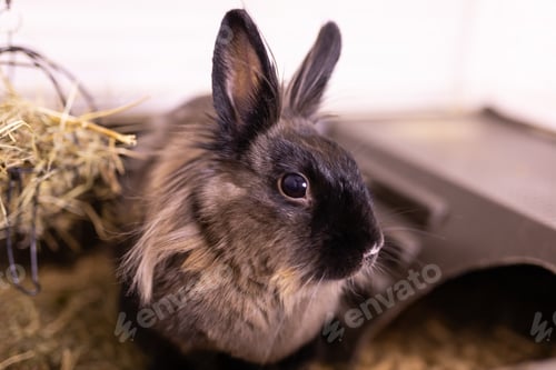 Preview: Funny bunny rabbit eating hay food close up - pet and domestic animal concept