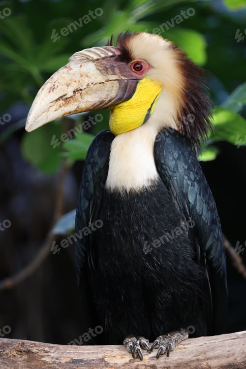 Preview: The wreathed hornbill (Rhyticeros undulatus) close up view