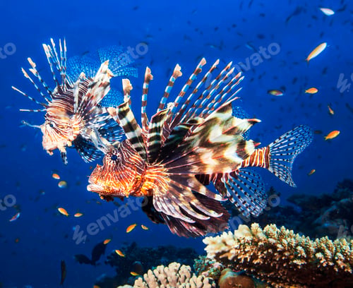Preview: Amazing underwater world, Underwater world scene.