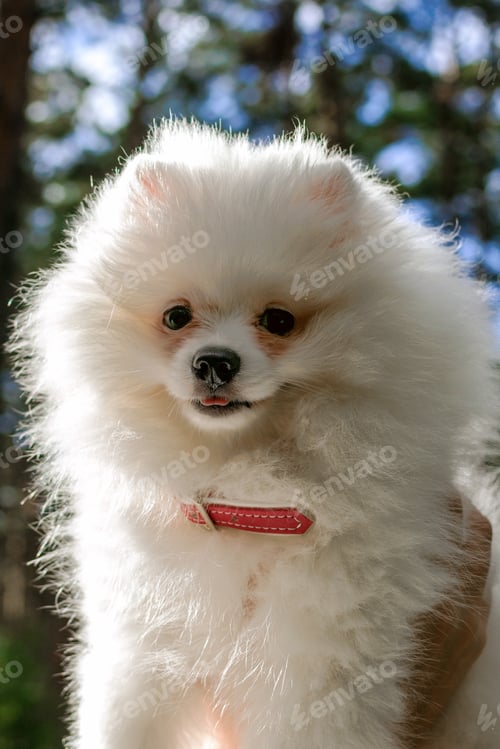 Preview: Adorable small fluffy white dog of Pomeranian with pink collar looking at camera on a summer day.