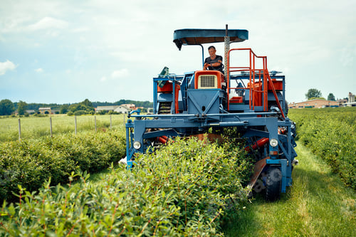 Preview: A modern agricultural machine efficiently harvests crops in a vibrant field full of greenery