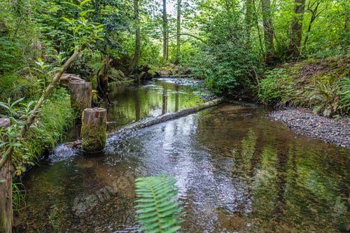 Preview: A View Of Des Moines Creek In Des Moines, Washington.