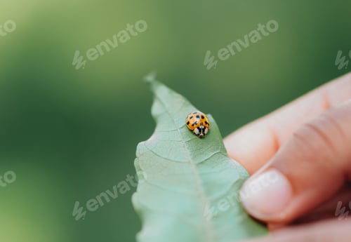 Preview: Hand holding a leaf with orange ladybug blurred background