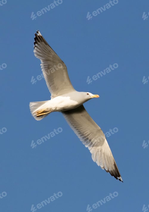 Preview: Seagull soaring through a clear blue sky, wings spread wide as it catches an updraft of air