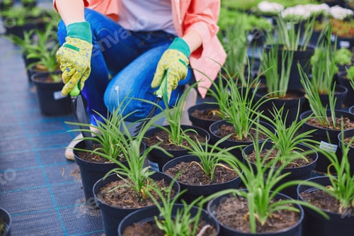 Preview: Replanting seedlings