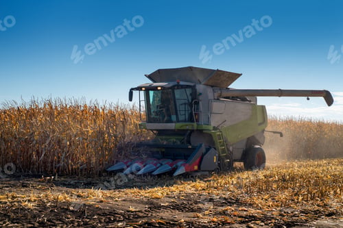 Preview: Combine harvester harvests ripe corn, harvest in agriculture in autumn