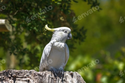 Preview: The Cockatoo