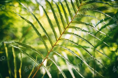 Preview: Beautyful ferns leaves green foliage natural floral fern background in sunlight.