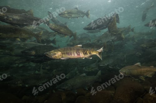 Preview: Salmon Spawning. Underwater in a River