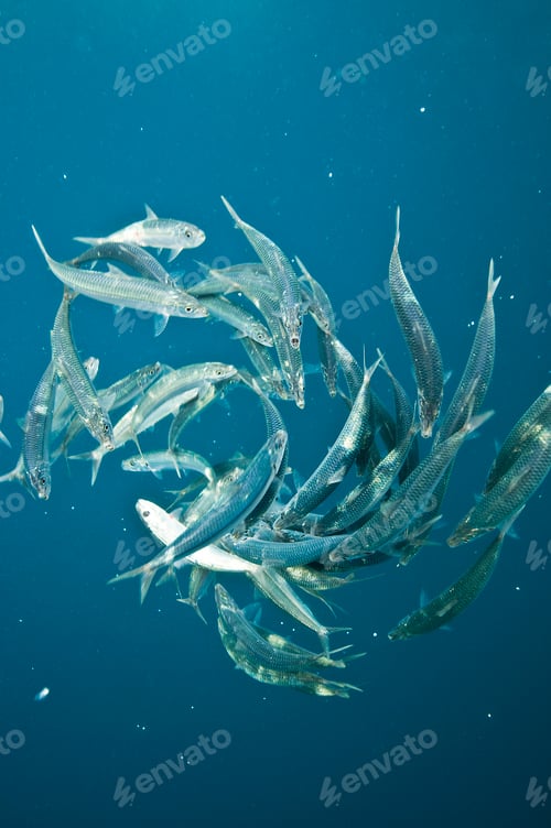 Preview: Remaining sardines from sardine baitball, after Bonito fish have attacked, Isla Mujeres, Mexico