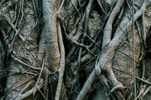 Preview: close up of a tree trunk and root