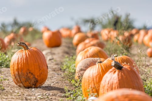 Preview: Pumpkin agricultural field at the farm in New York state