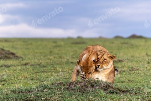 Preview: Two Female Lioness Showing Affection