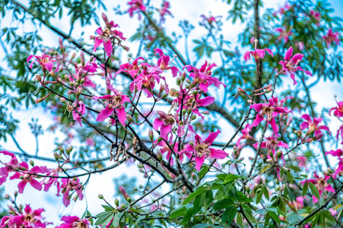 Preview: ceiba speciosal in the South American jungle