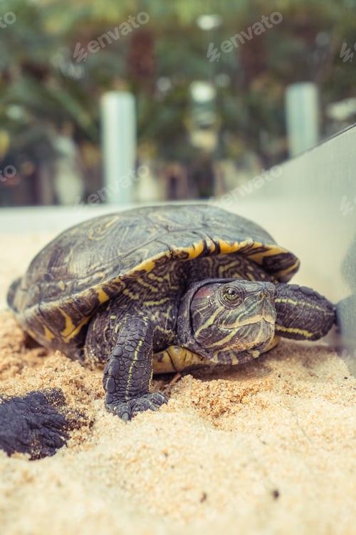 Preview: Turtle crawling on sandy ground