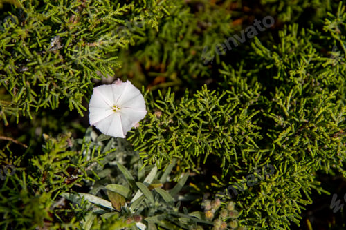 Preview: Close up of white blooming flower. Green plant background. convolvulus oleifolius flower