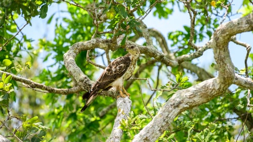 Preview: Oriental honey buzzard perches watchfully on a tree branch, camouflaged
