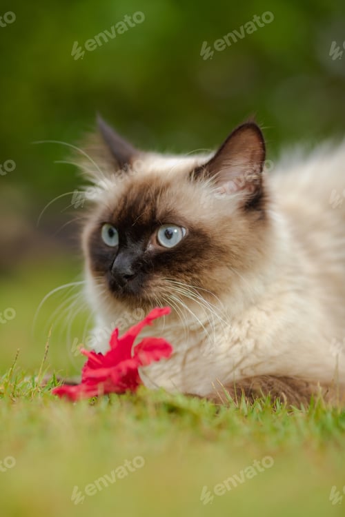 Preview: Adorable Birman with a red flower.