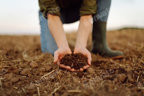 Preview: Close-up of a woman farmer's hands with black soil in an agricultural field. Ecology concept.