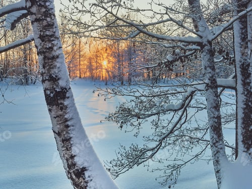 Preview: Winter evening in birch park.